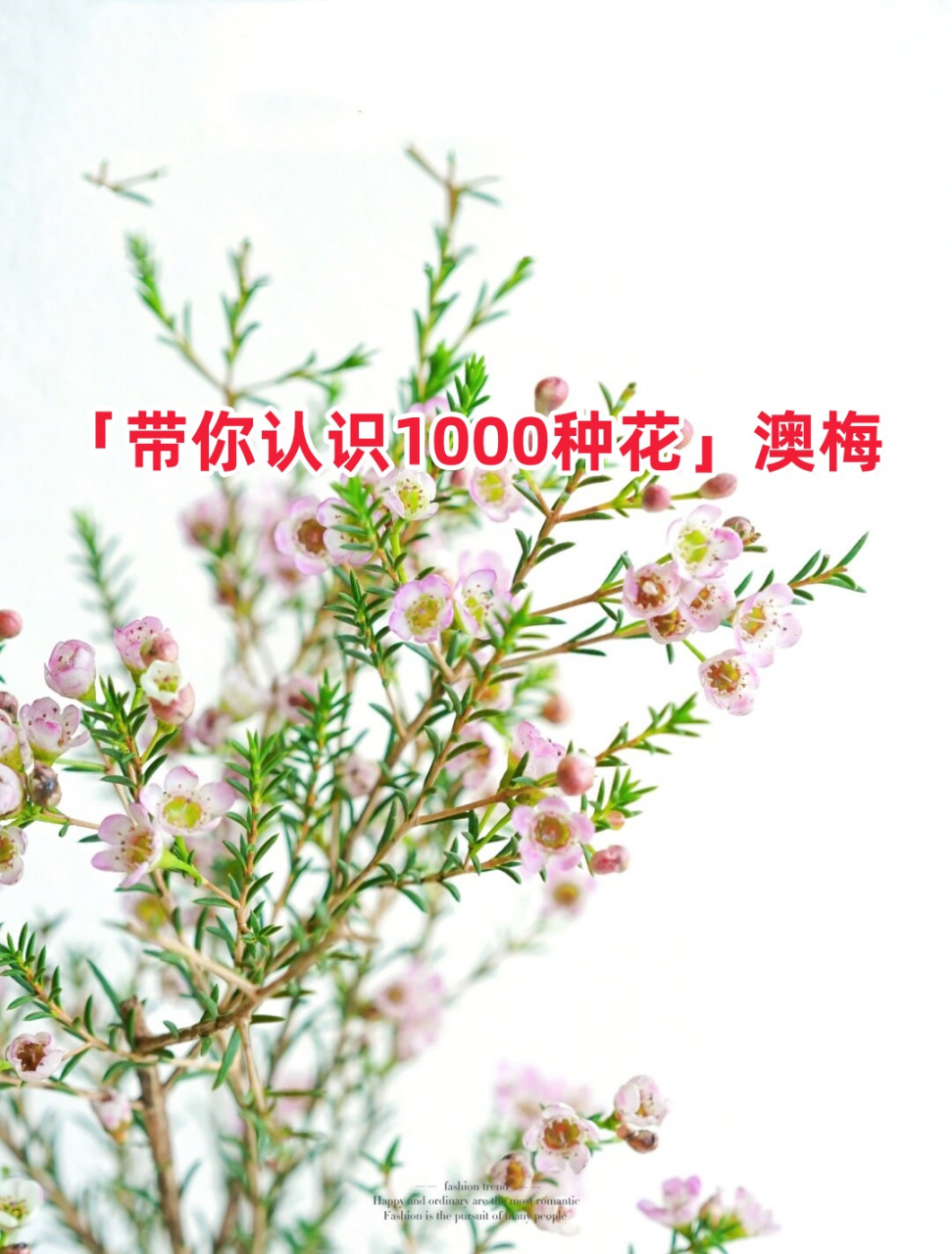 「带你认识1000种花」澳梅  💗澳洲腊梅 - 中文学名:杰拉尔顿腊花 -