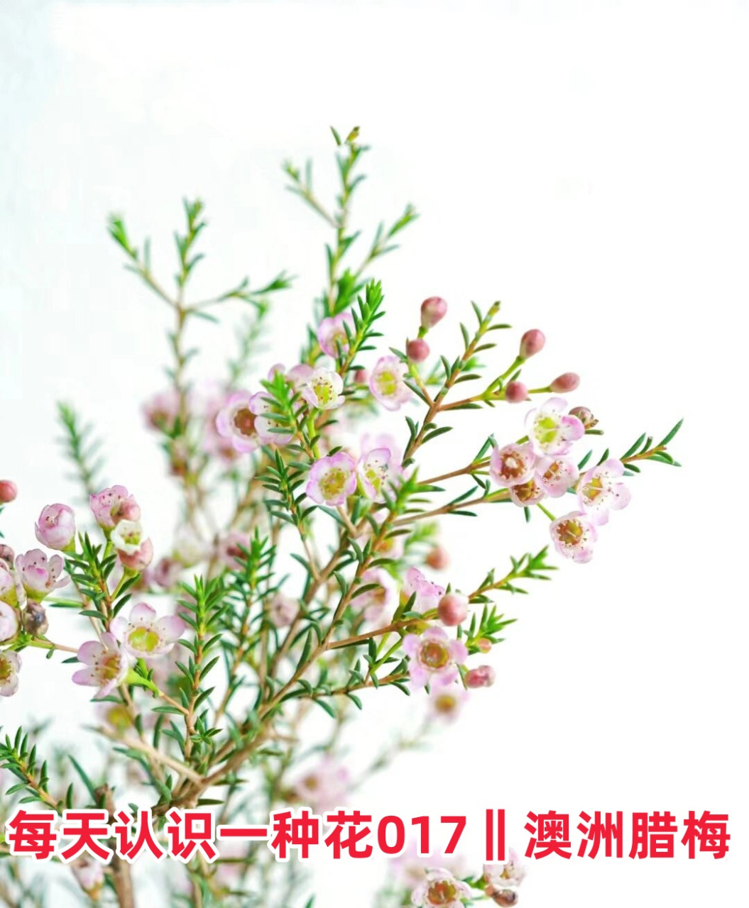 每天认识一种花017‖澳洲腊梅  中文正式名称:杰拉尔顿腊花 别称包括: