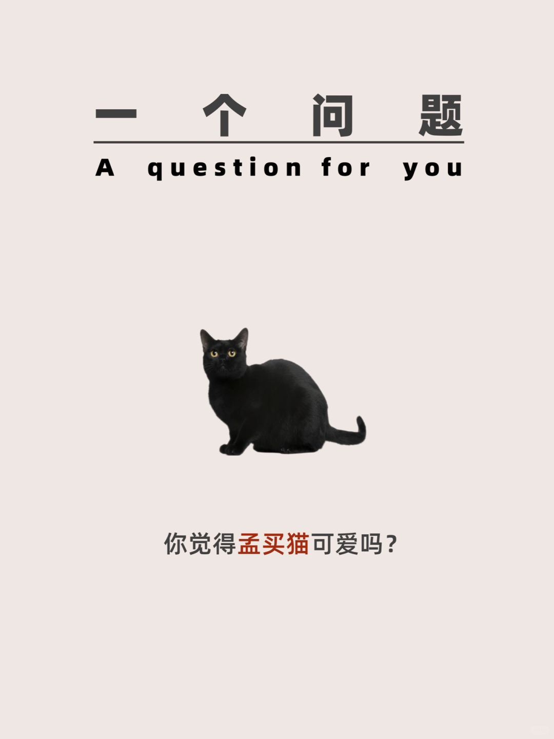 孟买猫 快来看看这些小可爱吧 有会飞的狗狗爱