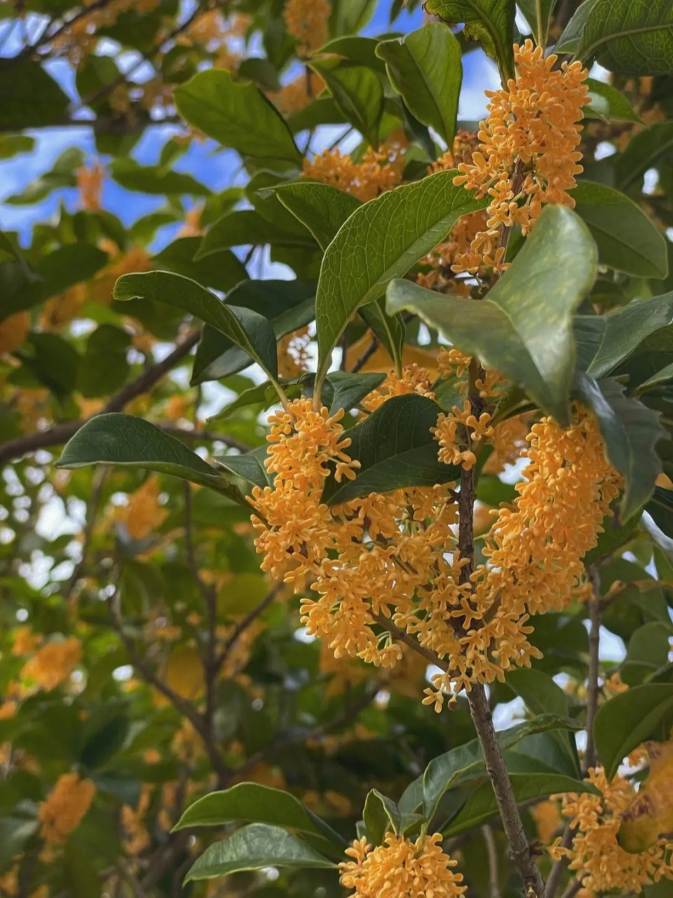 每日识花@「桂花」  桂花是中国传统名花,属木樨科常绿灌木或小乔木.