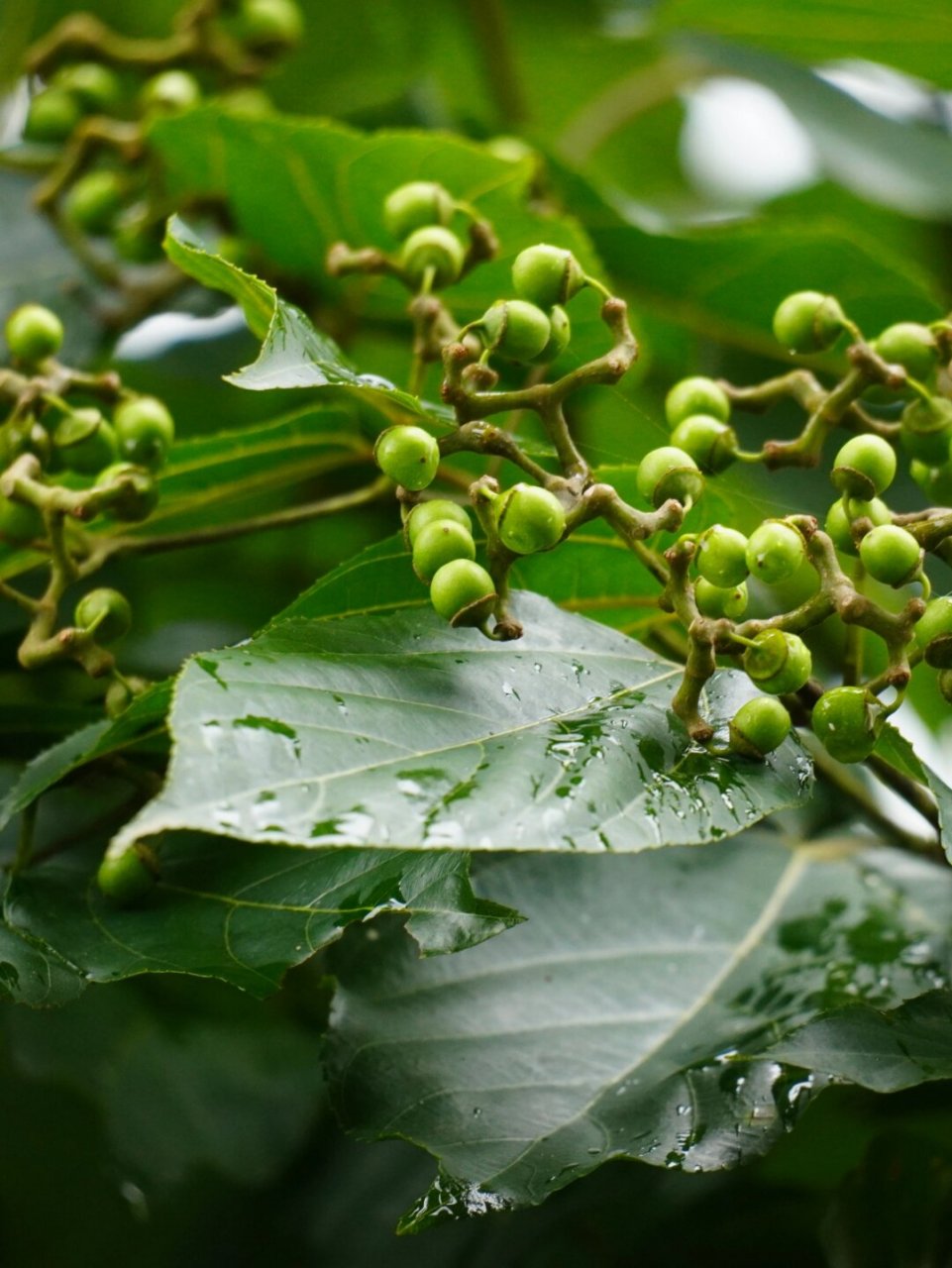 肯定没吃过它的果实  植物聚焦:枳椇——鼠李科枳椇属的一员  你是否