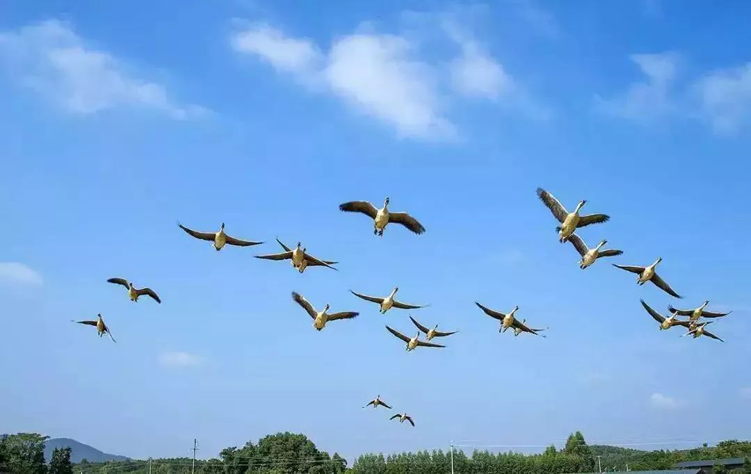 小寒的物候现象非常有趣,它们是.@话事人阿张的动态