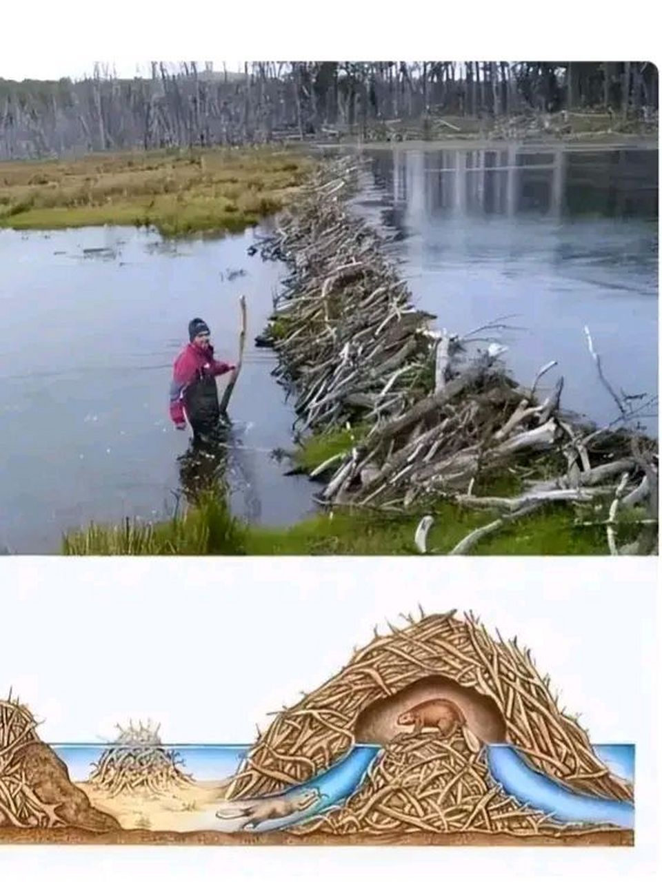 河狸水坝,自然界的工程师