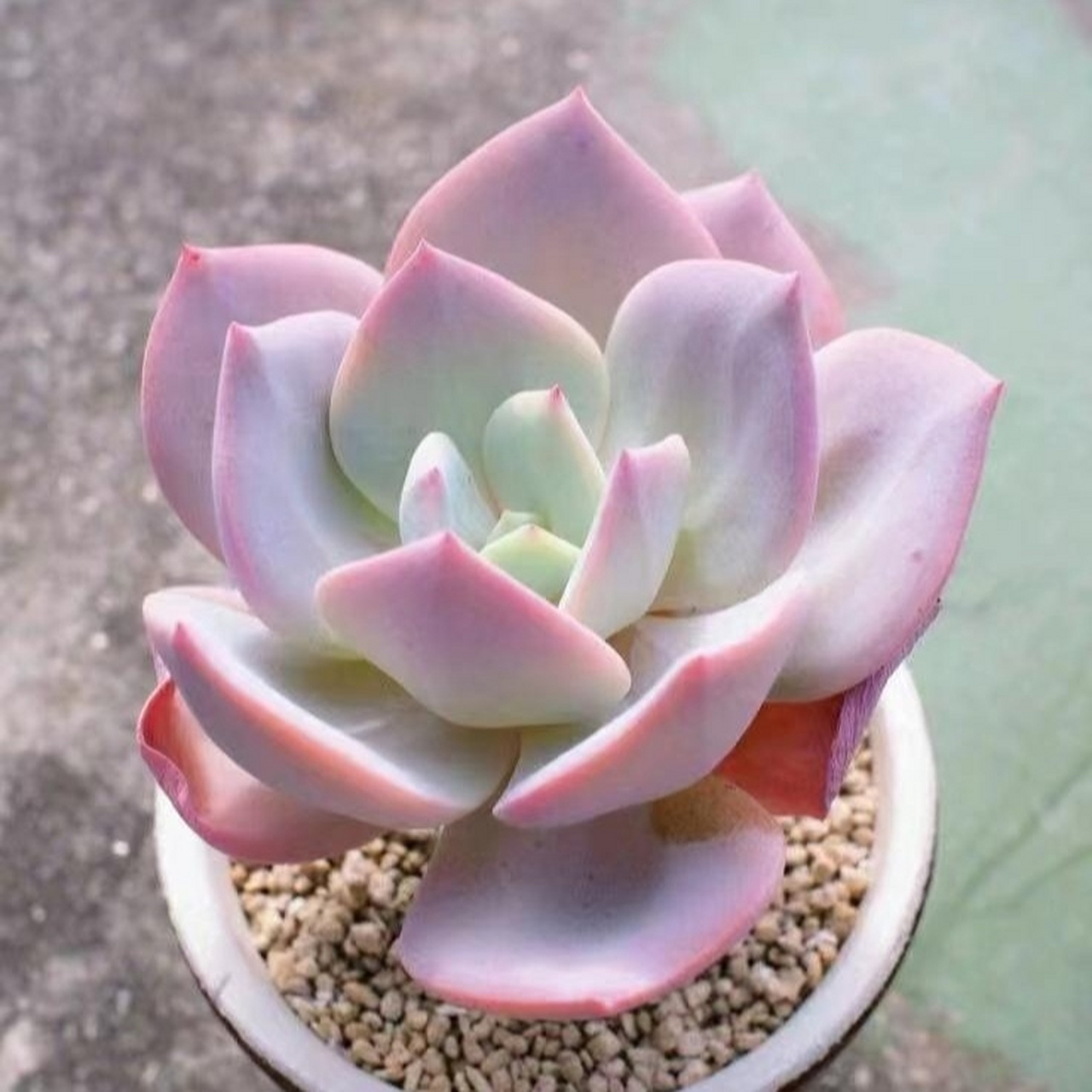 情系多肉:可爱的吉娃娃,吉娃莲,像一朵朵盛开的石莲,叶尖的红色特别