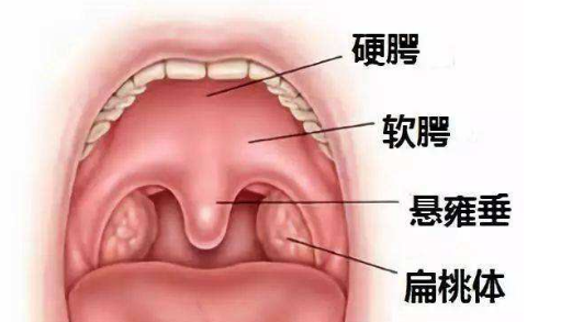 悬雍垂:喉咙里的魔法精灵