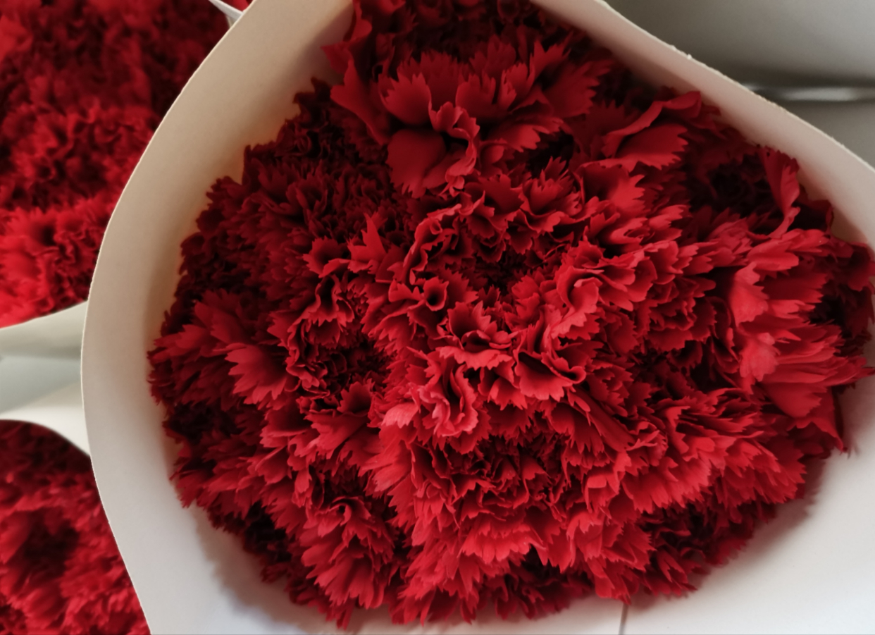 单头红康乃馨---洪福洪福康乃馨,以其鲜艳的红色花瓣而闻名,这种红色