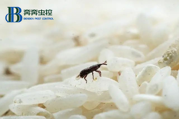 米虫又称米象,为何凭空出现在大米里?有米虫的大米还能食用吗