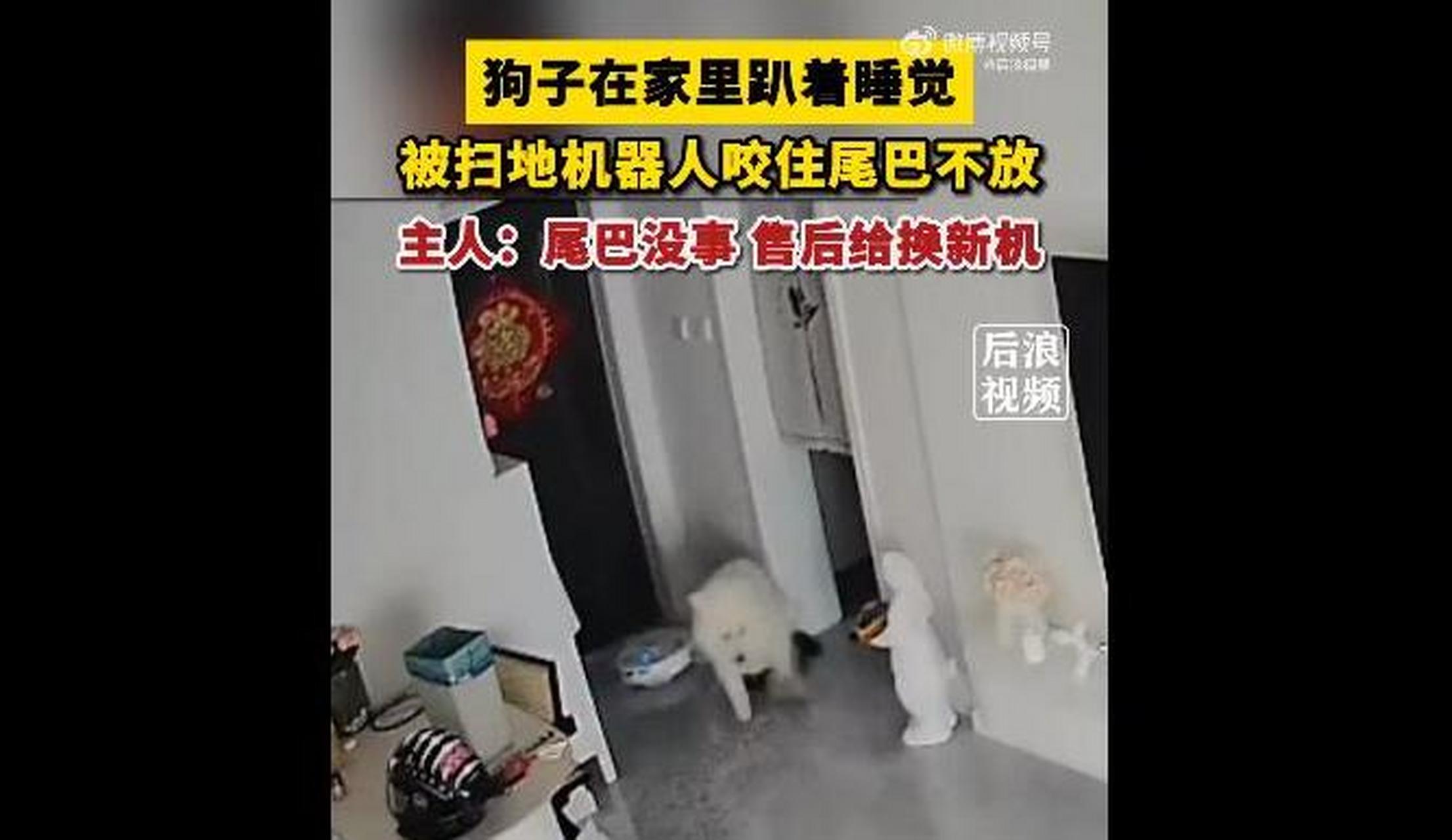 狗咬尾巴(狗咬尾巴最快解决方法)
