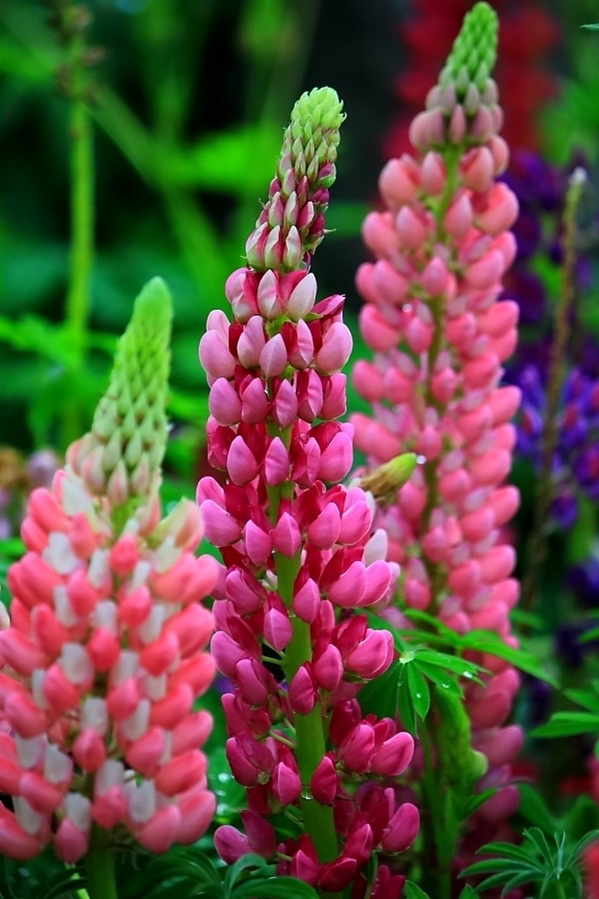 原来这就是鲁冰花