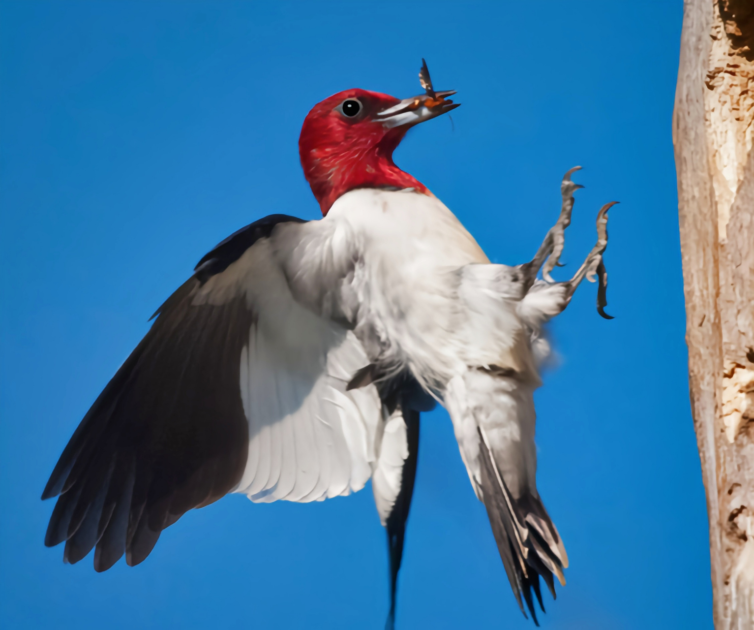 跨年创作挑战赛# 红头啄木鸟曾经广泛分布于北美洲温带地区,后来由于