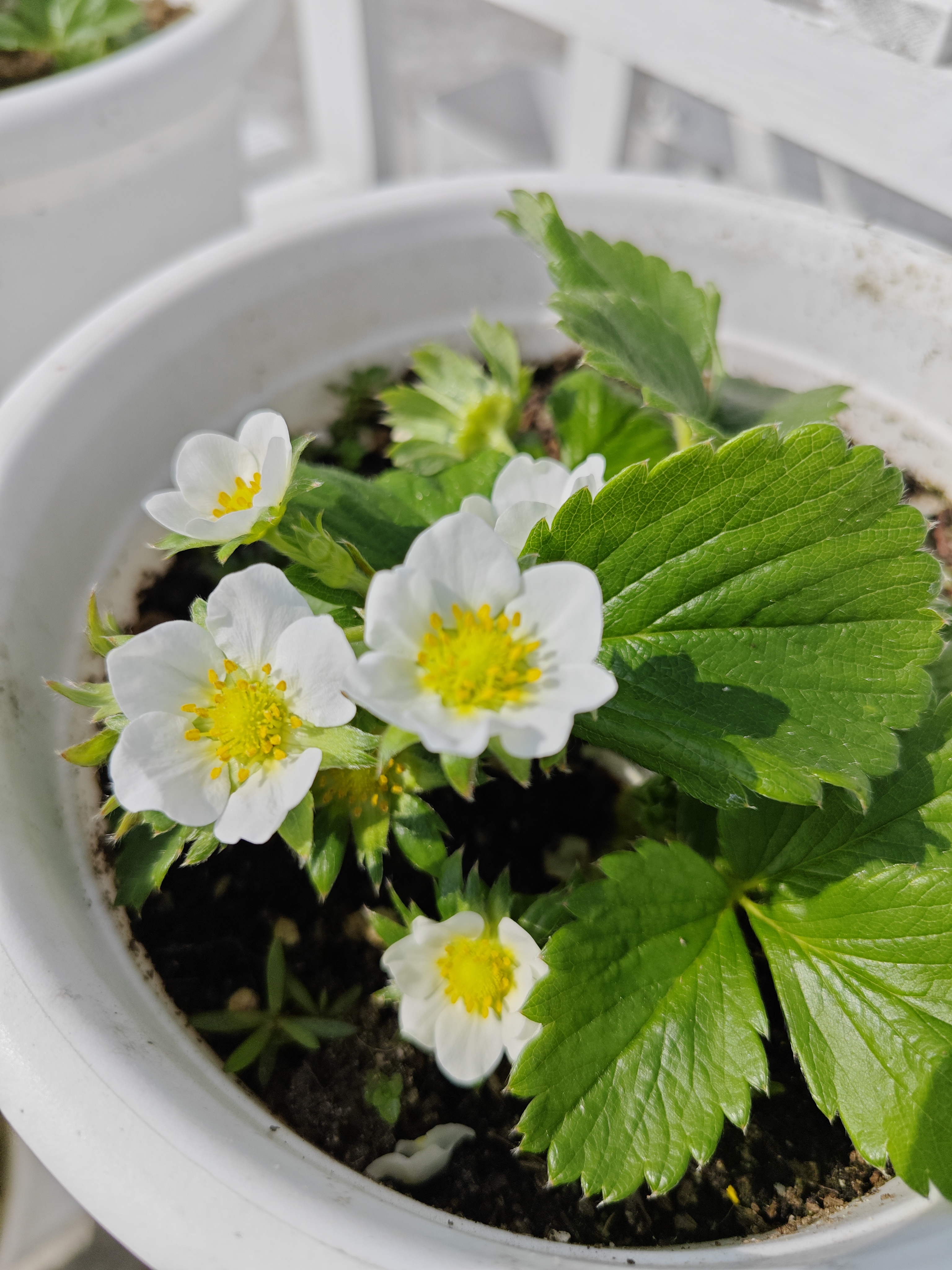 盆栽的草莓平时都是一两朵开花,没想到元旦这天竟然一下子开出来五朵