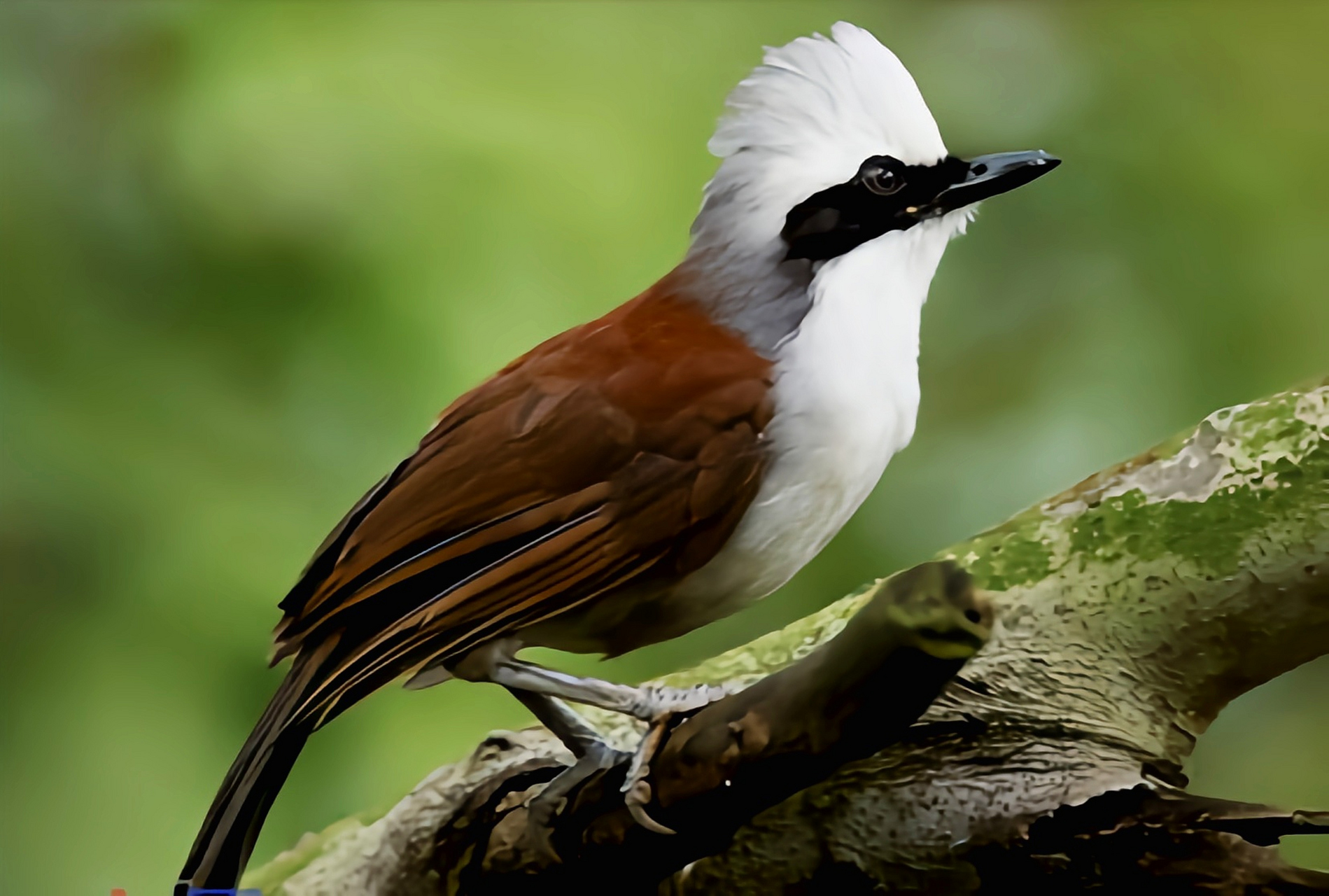 跨年创作挑战赛# 白冠噪鹛是一种较为常见的画眉科鸟类,共有4个亚种.