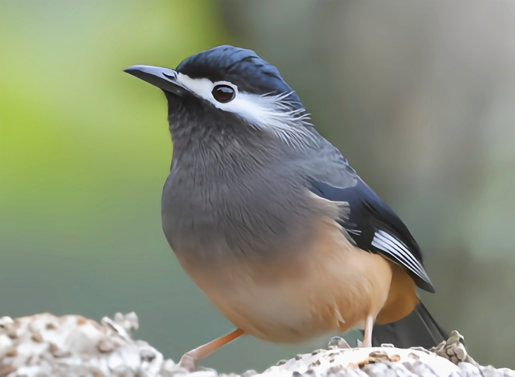 跨年创作挑战赛# 白耳奇鹛是台湾地区保护物种一般单独或结小群活动.