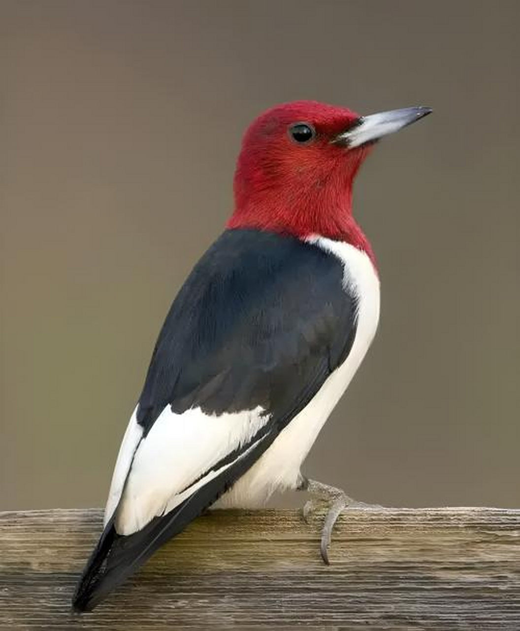 跨年创作挑战赛# 红头啄木鸟曾经广泛分布于北美洲温带地区,后来由于