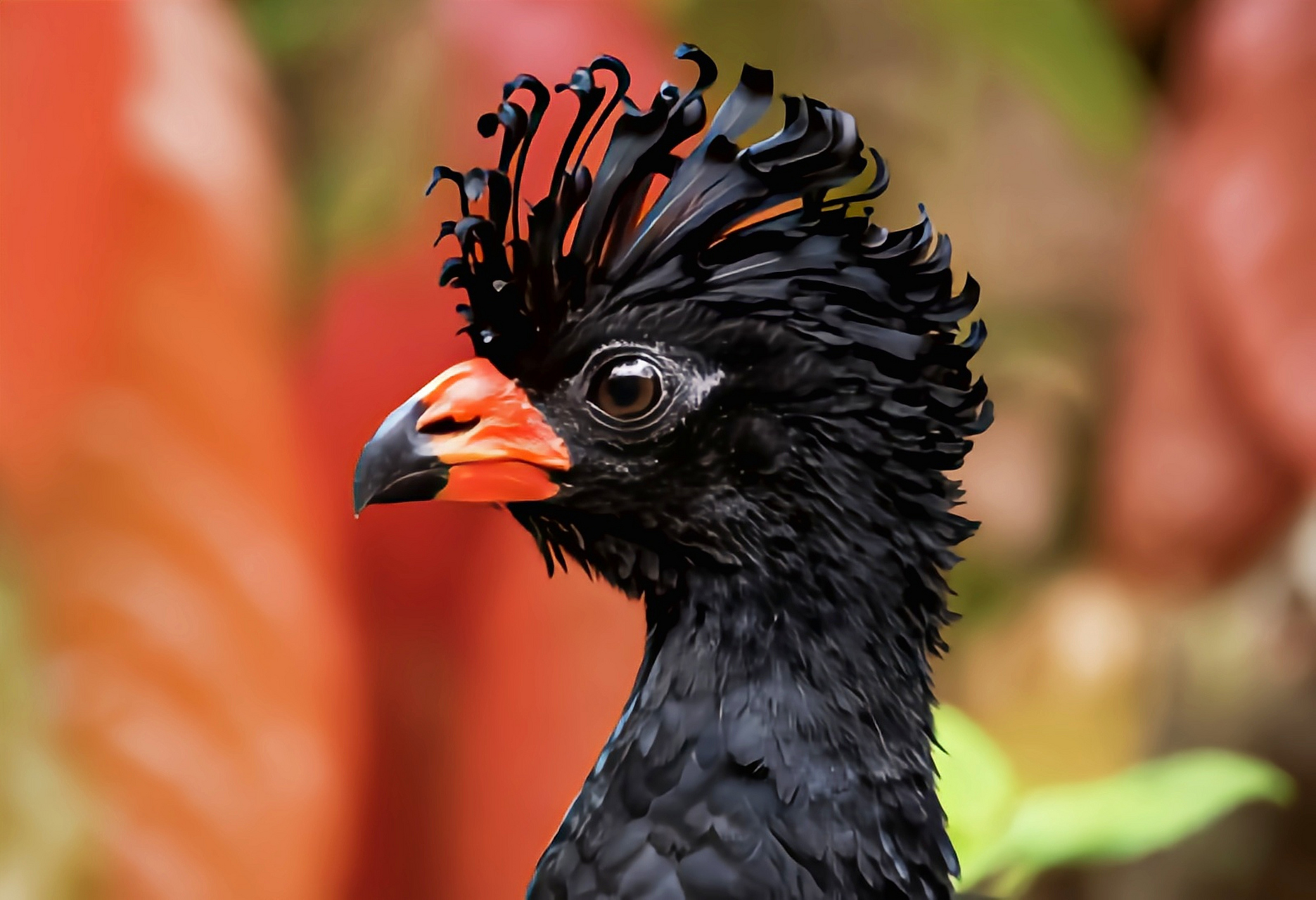 跨年创作挑战赛# 红嘴凤冠雉是巴西特有物种, 因栖息地的丧失数量