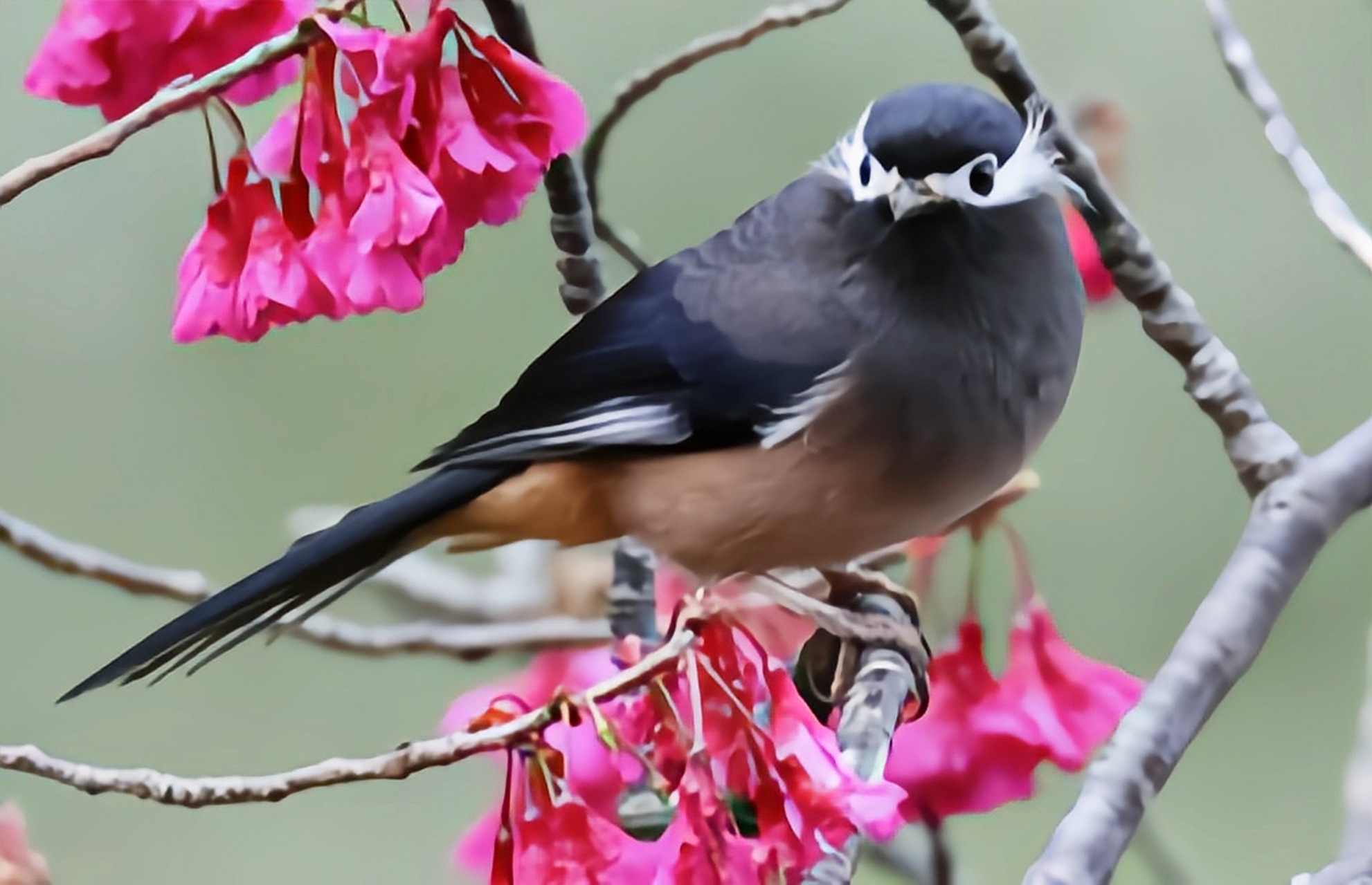 跨年创作挑战赛# 白耳奇鹛是台湾地区保护物种一般单独或结小群活动.