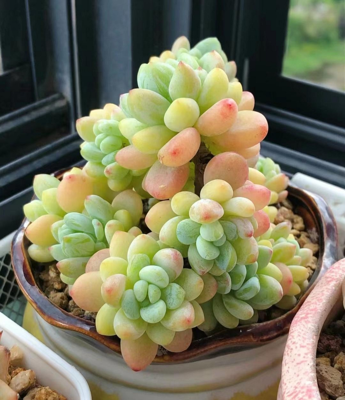 情系多肉:叫不出名字来的多肉