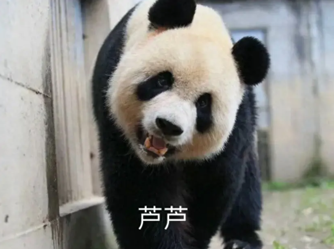 大熊猫有个高颜值的爹是什么体验?芦皇真的又奶又甜还霸气!