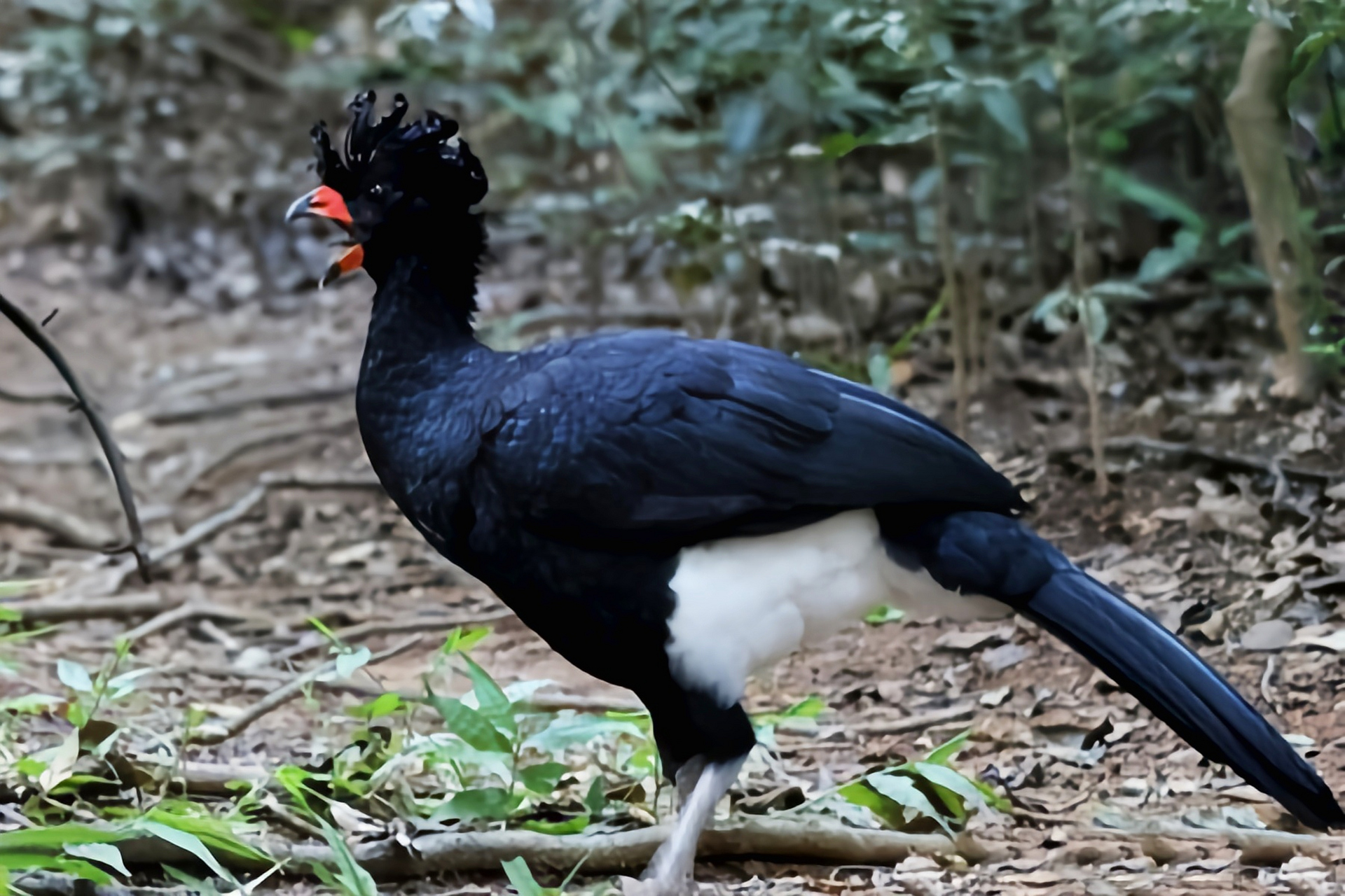 跨年创作挑战赛# 红嘴凤冠雉是巴西特有物种, 因栖息地的丧失数量