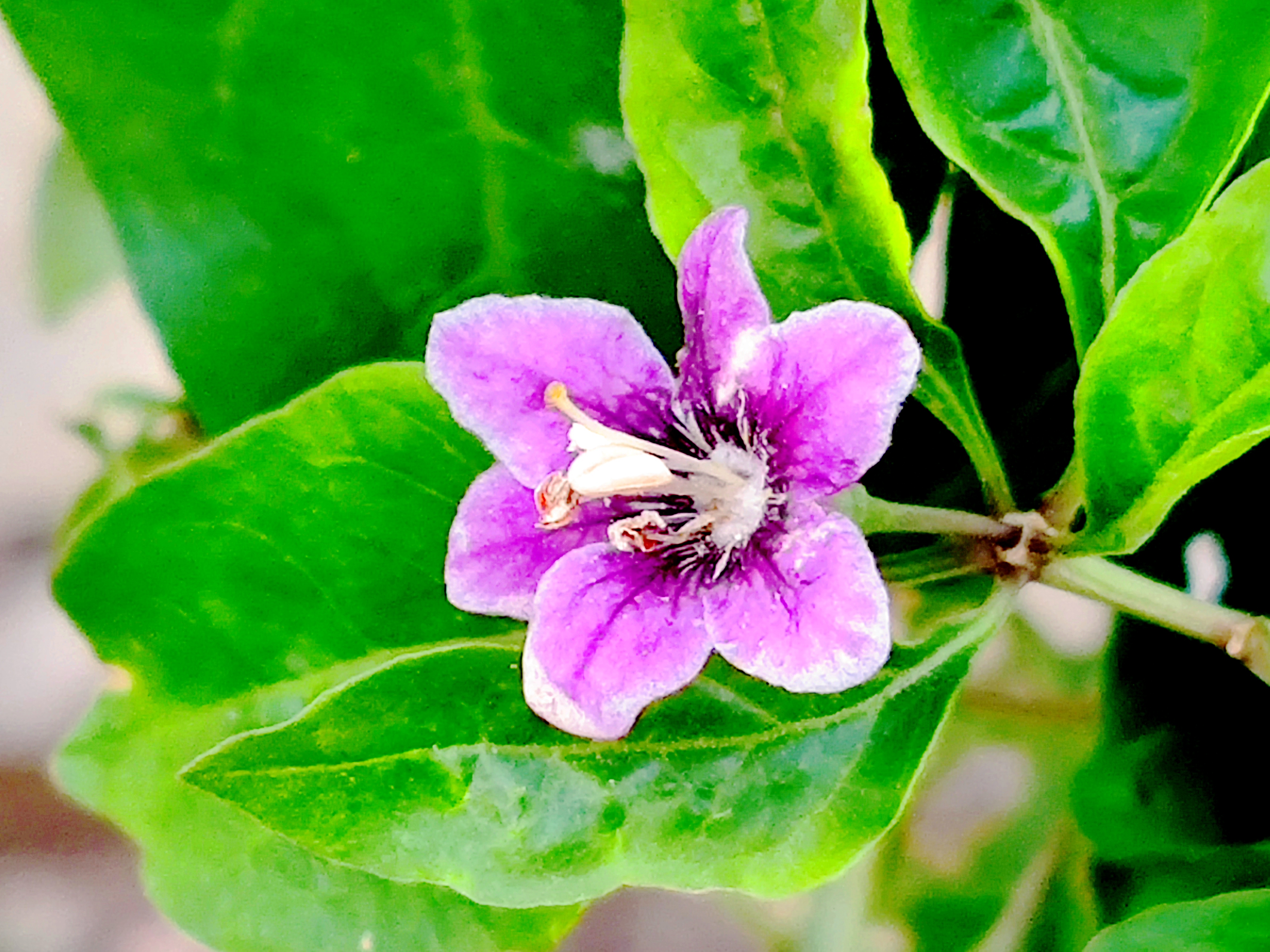 年轻的时候就是一个美女,学习成绩又好,是舅家的骄傲,即使学习不错