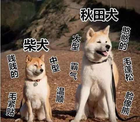 秋田犬与柴犬:探索两个日本国宝犬种的共同点和不同点