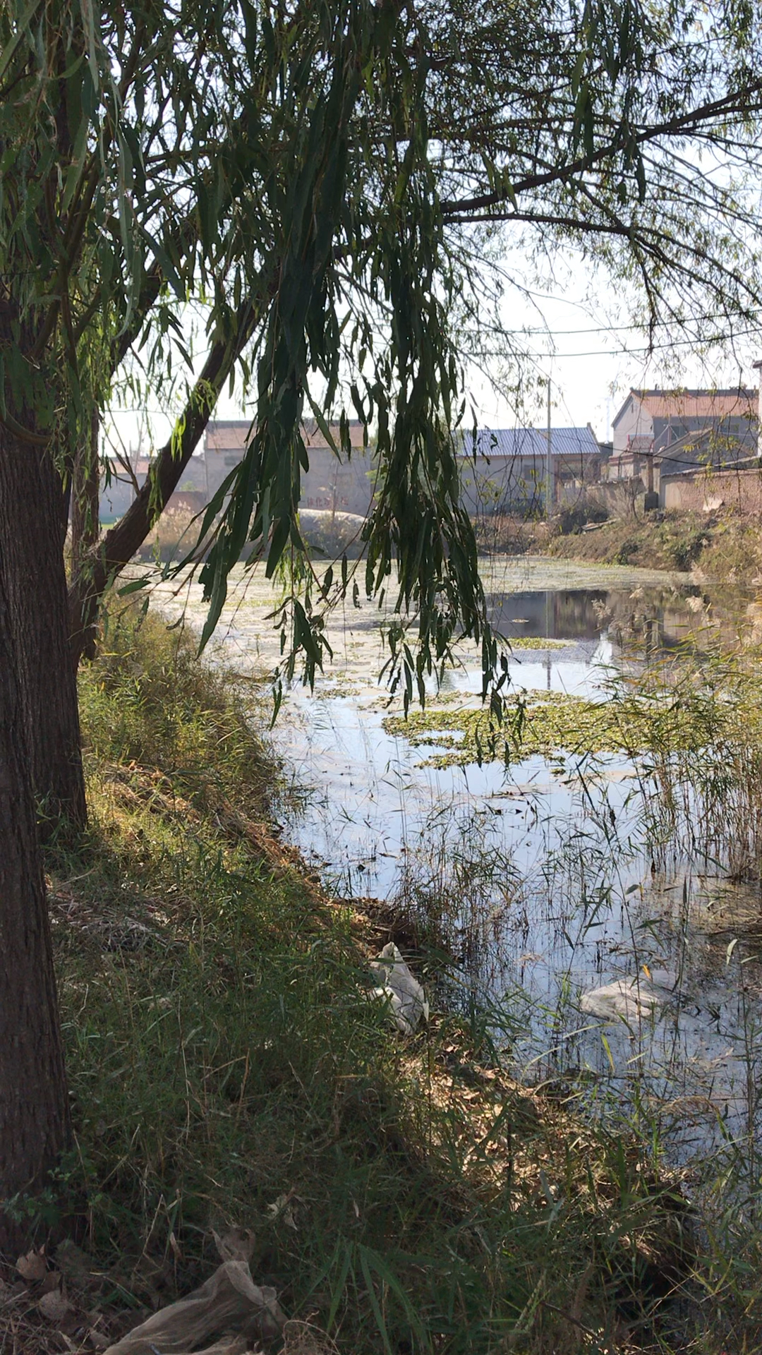 菏泽农村老家风景(拍摄于东明县,某村村头)