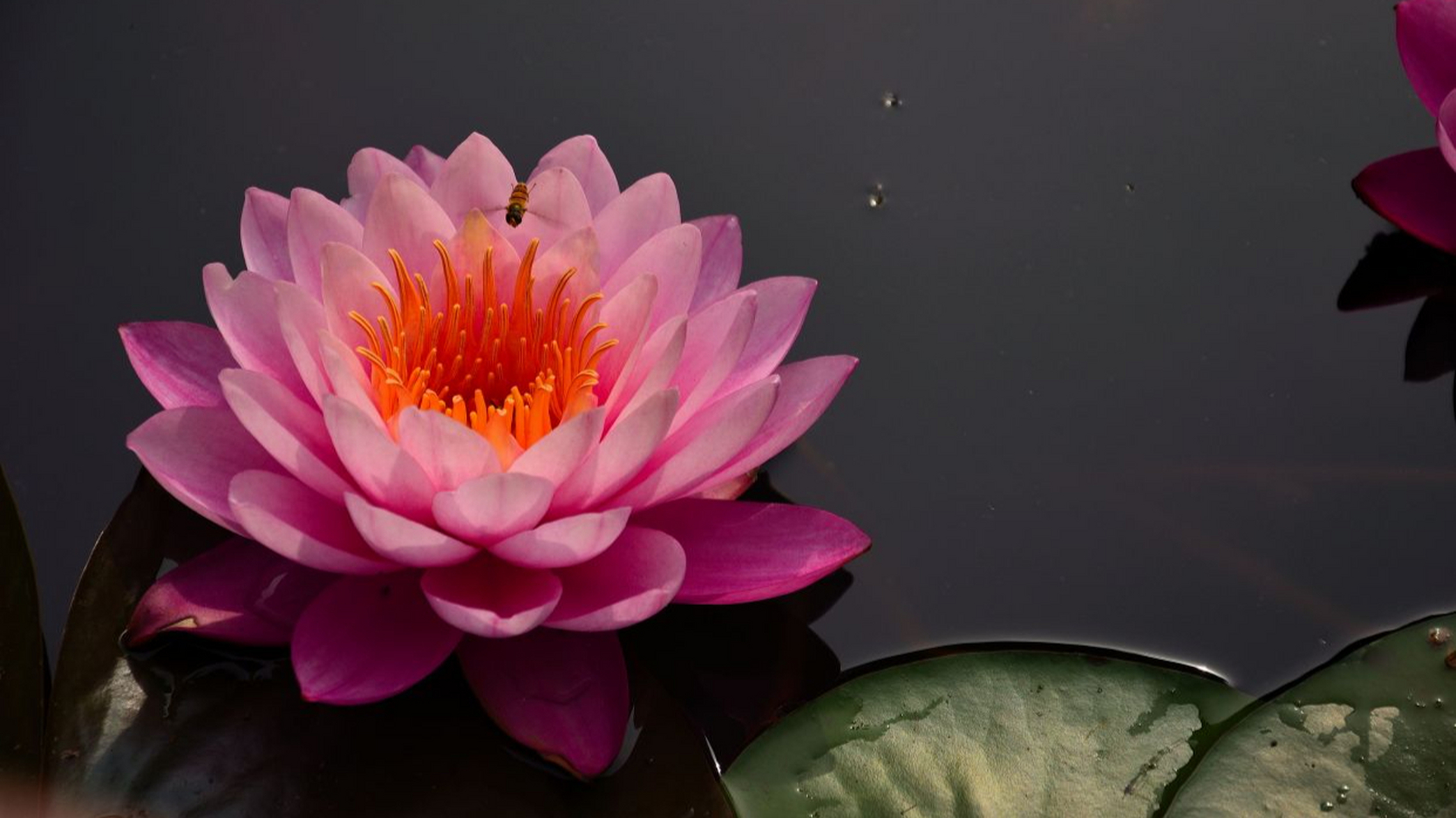 睡莲,纯洁与纯真的化身!古埃及至文艺复兴时期的文化瑰宝.