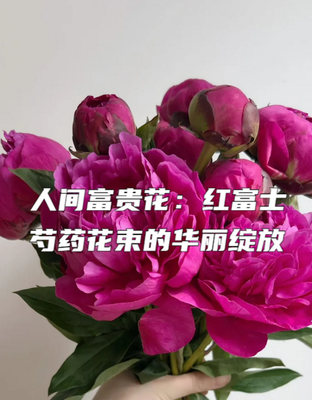 人间富贵花:红富士芍药花束的华丽绽放 红富士芍药,被誉为"人间富贵花