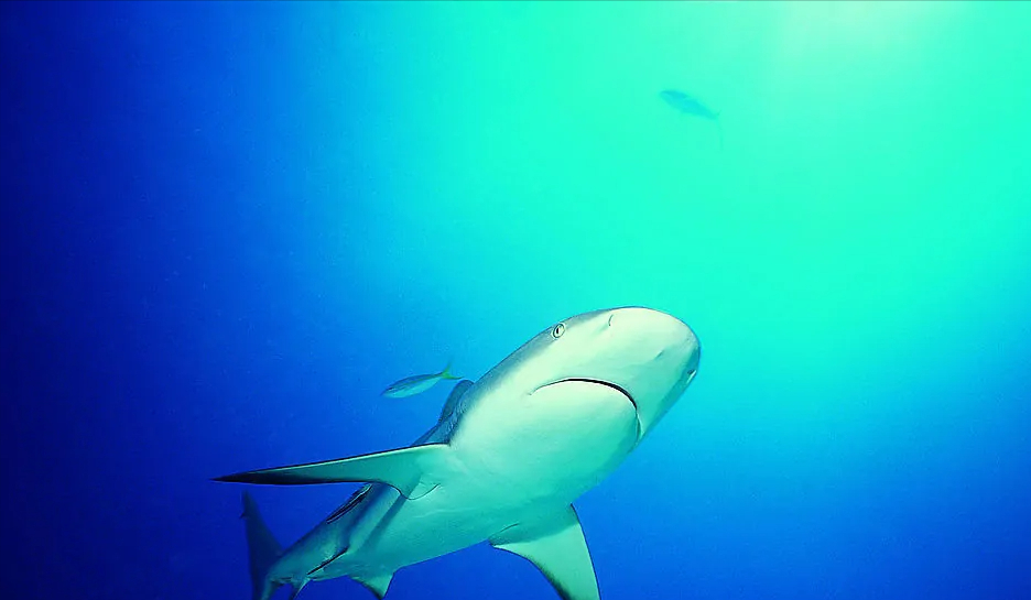 鲨鱼栖息的环境也不太相同,有些鲨鱼喜欢栖息在暖水中,就比如迈氏真鲨