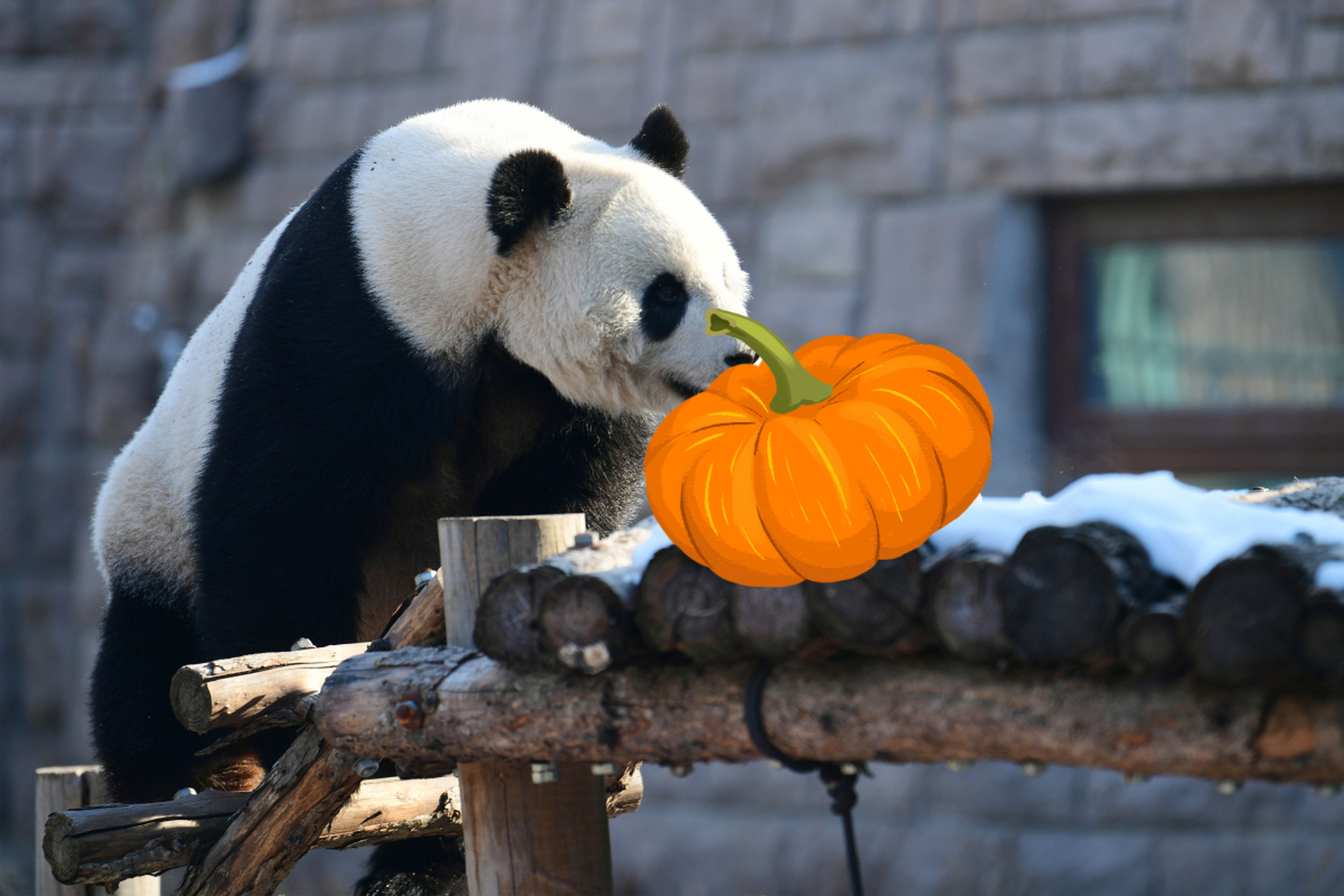 福州动物园熊猫馆门票图片