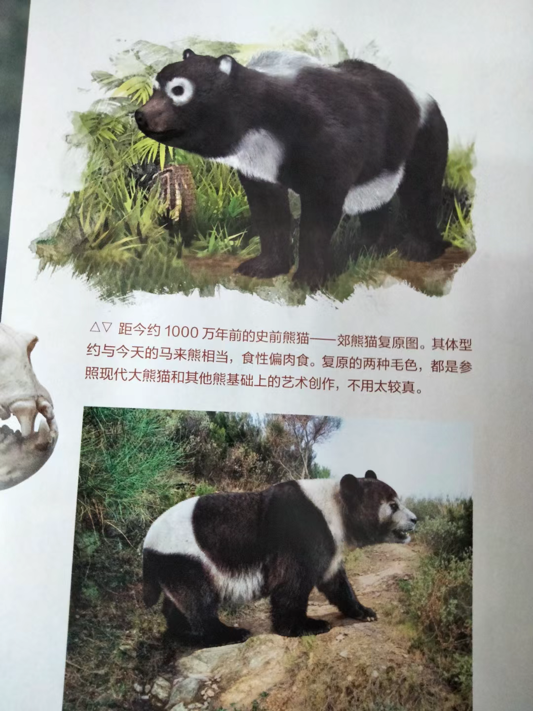 大熊猫的祖先有多可怕
