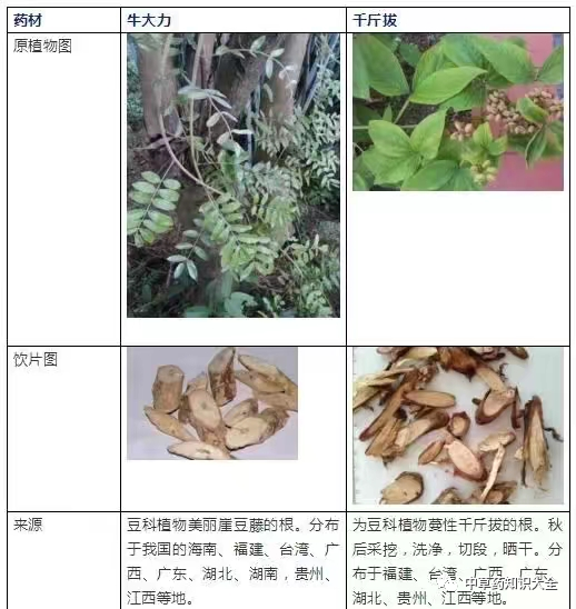 中药材千斤拔(牛大力)的功效与作用