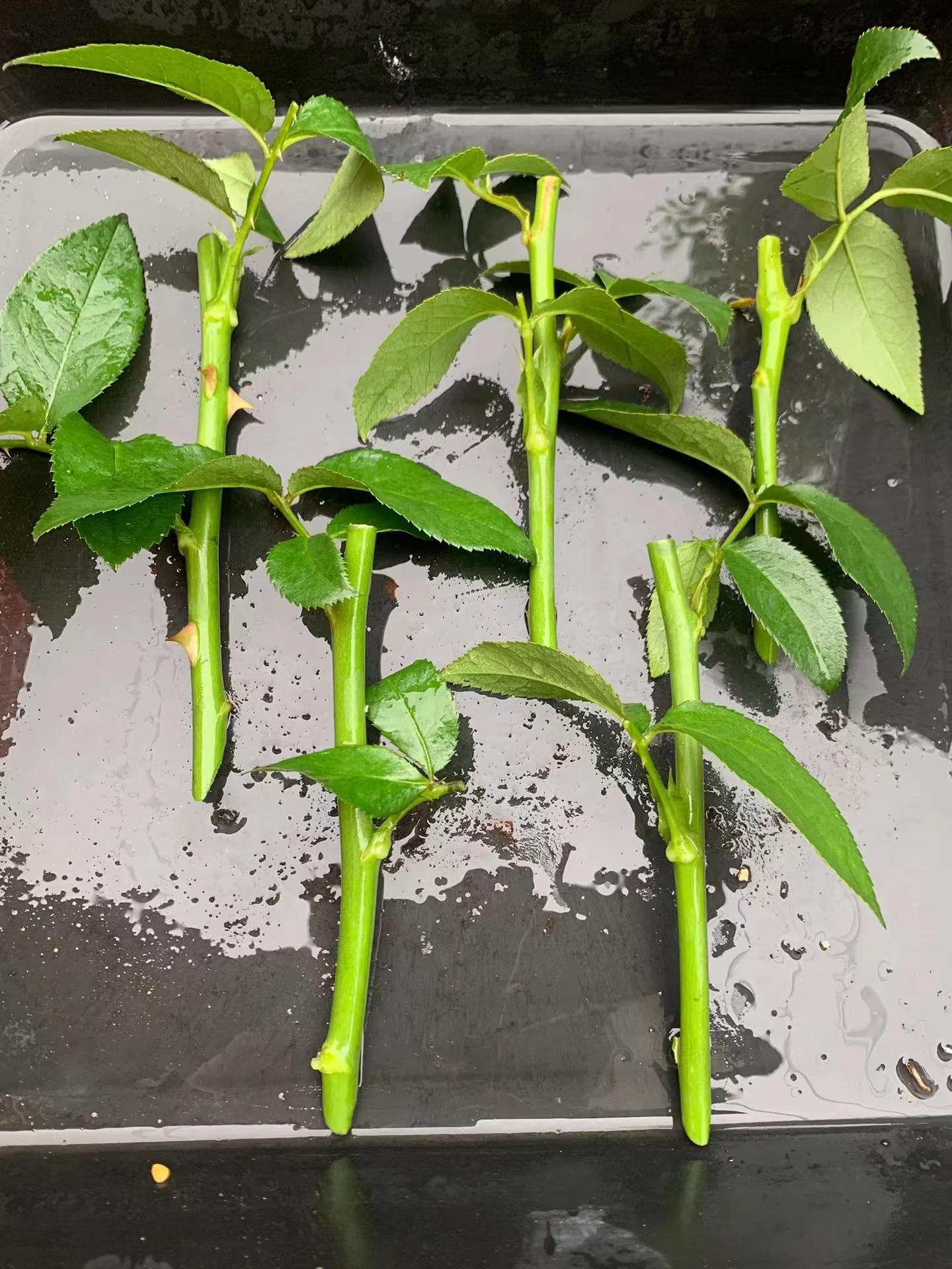 适用于冬季"万能扦插大法",低温好活,明年大爆花