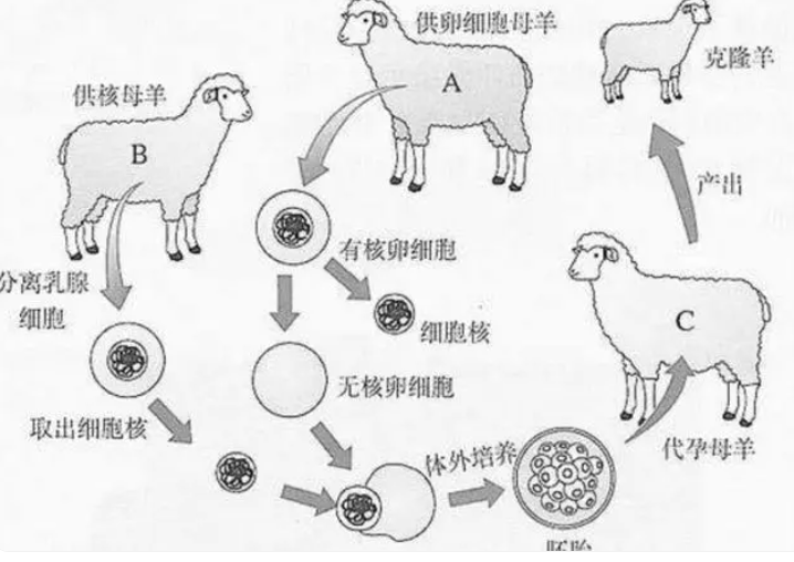 克隆人為啥沒人提了克隆羊多莉的一生已經告訴了我們答案