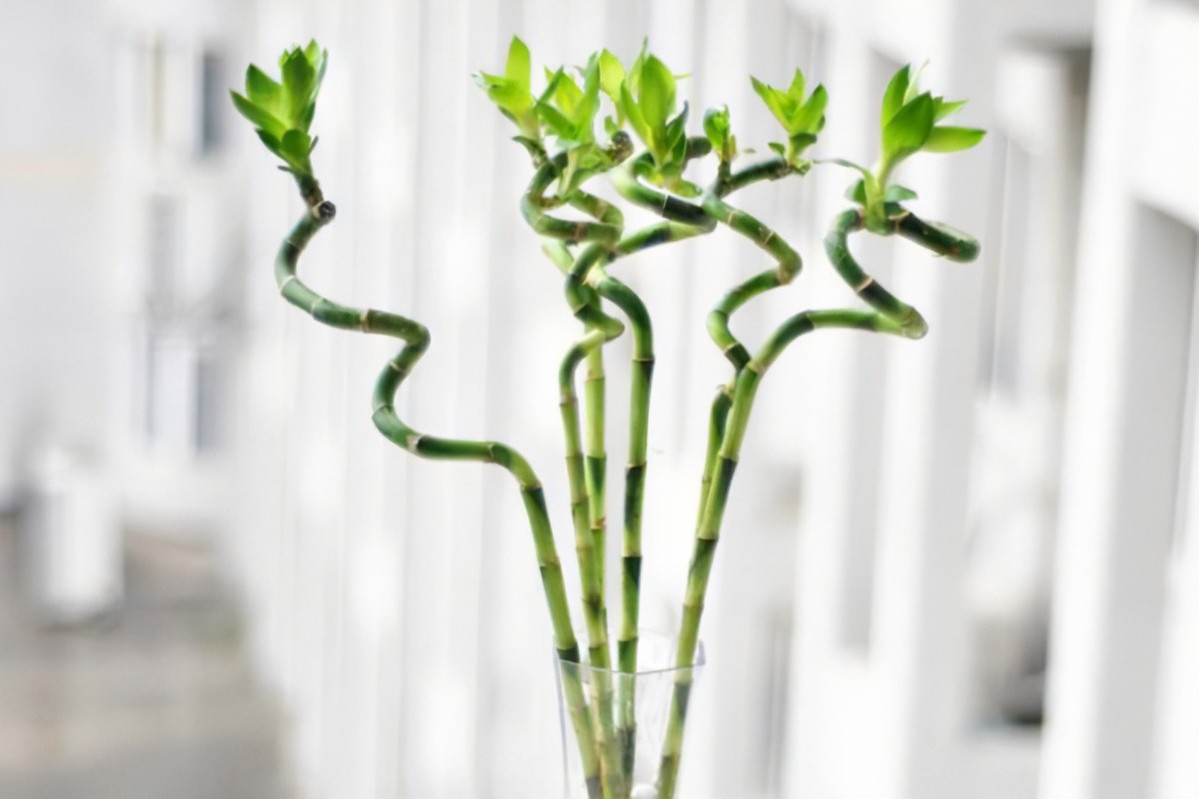 转运竹是一种常见的观赏植物,形态优雅.