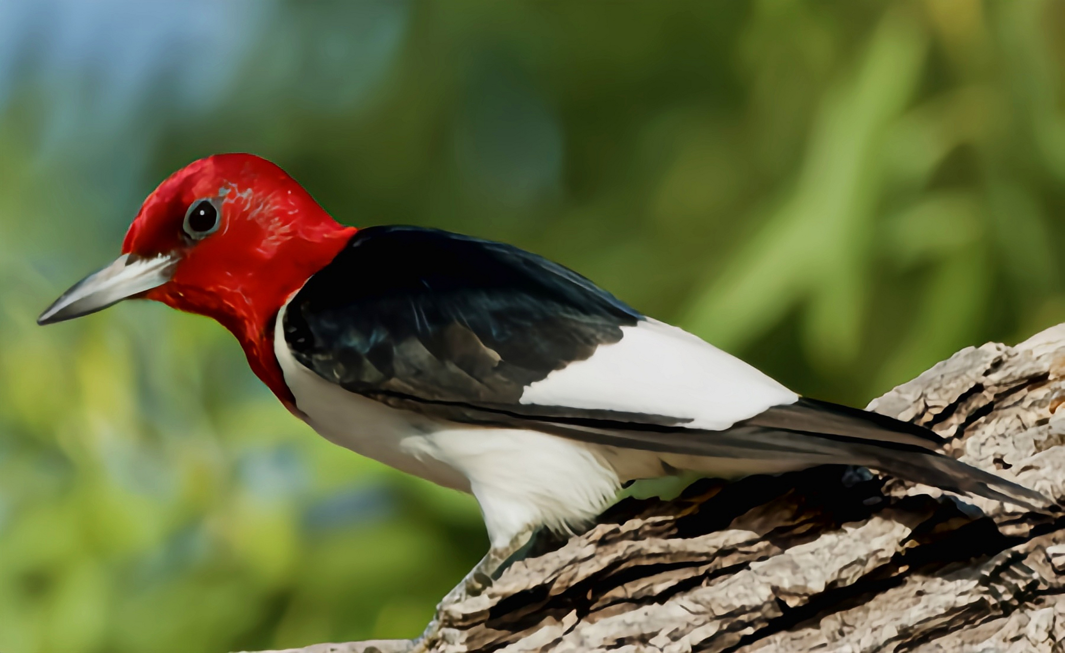 跨年创作挑战赛# 红头啄木鸟曾经广泛分布于北美洲温带地区,后来由于