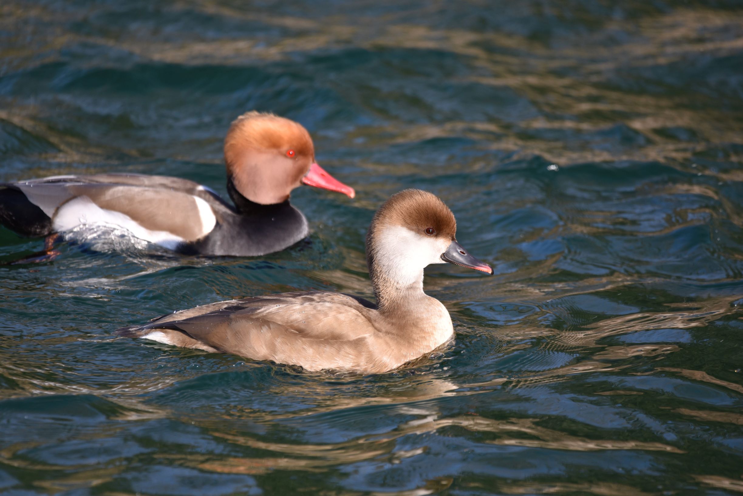 赤嘴潜鸭是潜水的高手,能够在水下自由穿梭,探索各种神秘的地方