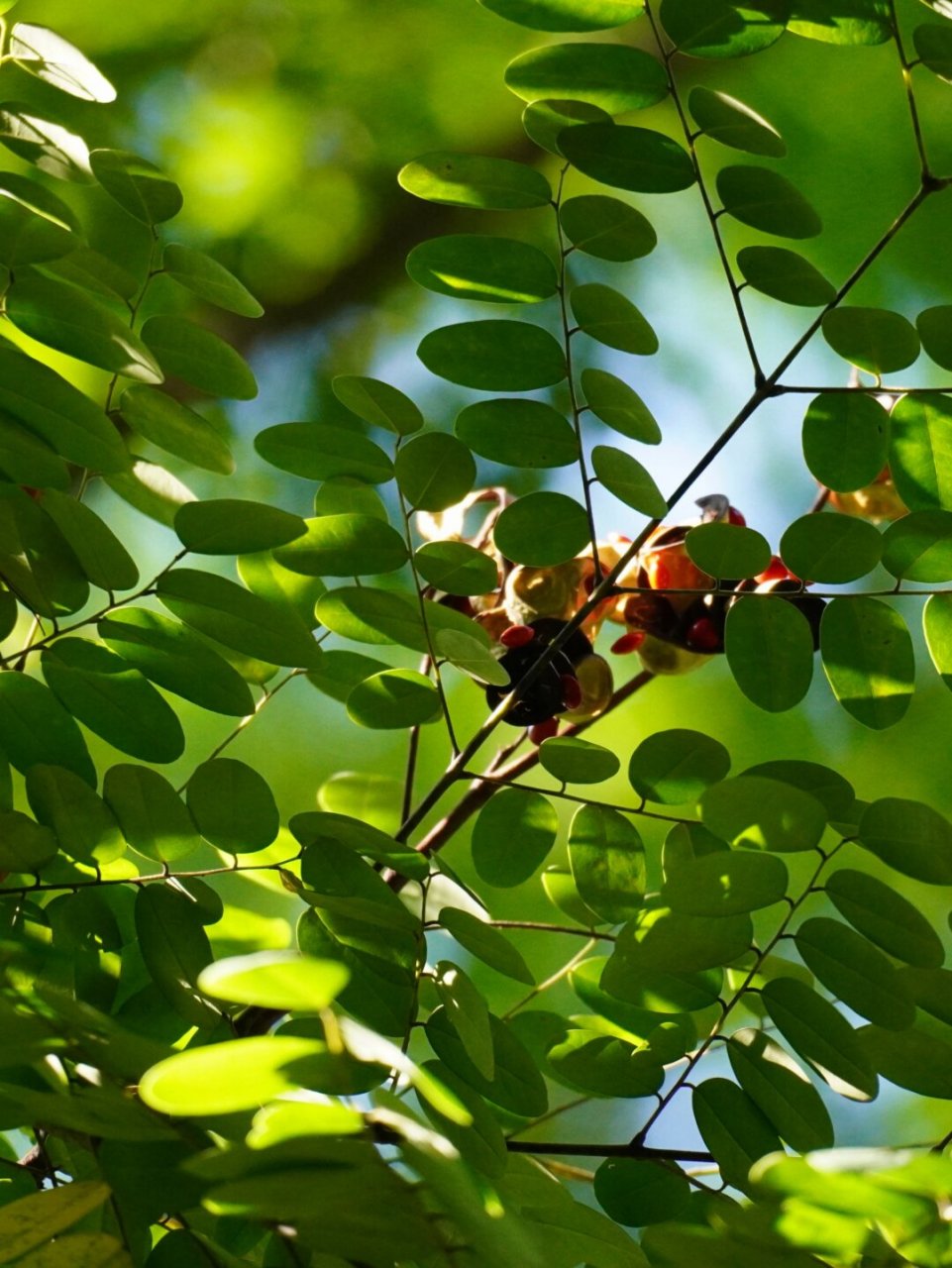 植物笔记222 | 王维诗里的"红豆"  海红豆,豆科海红豆属的一种植物,它