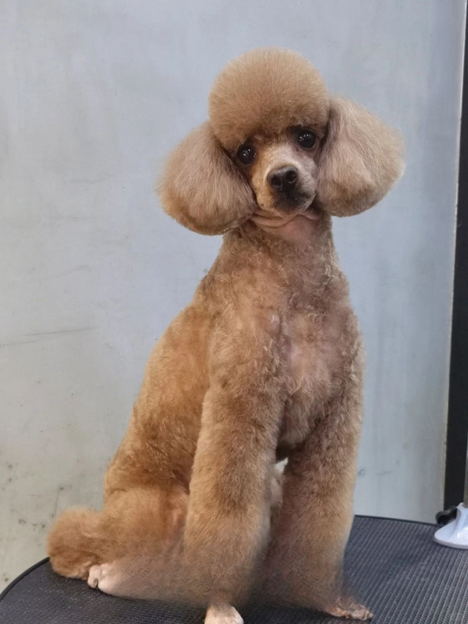 拉姆头  贵宾犬的经典造型,无疑是我心中的梦中情头.