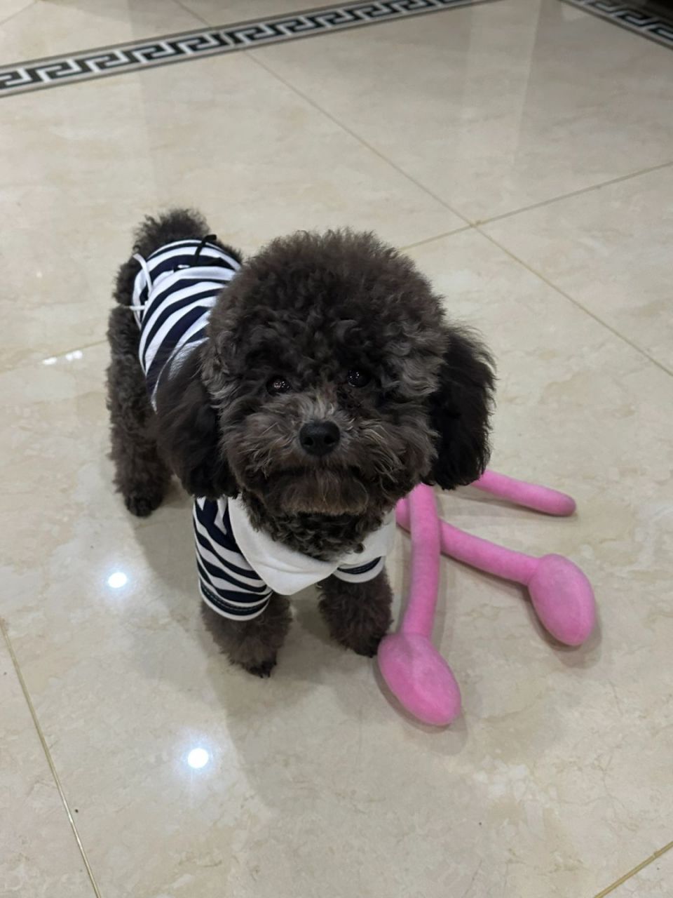 深灰泰迪 深灰泰迪是否会返灰主要取决于其基因和生长发育阶段.