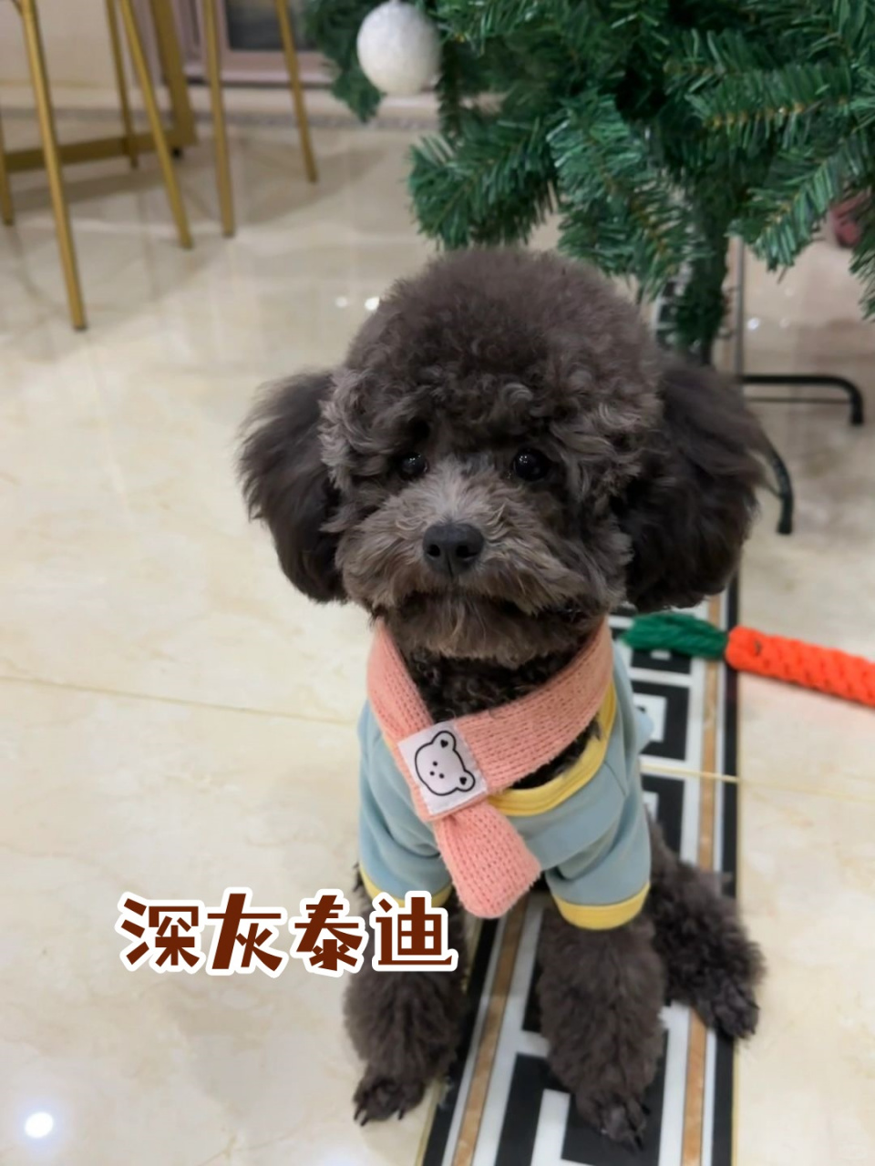 深灰泰迪 深灰泰迪是否会返灰主要取决于其基因和生长发育阶段.