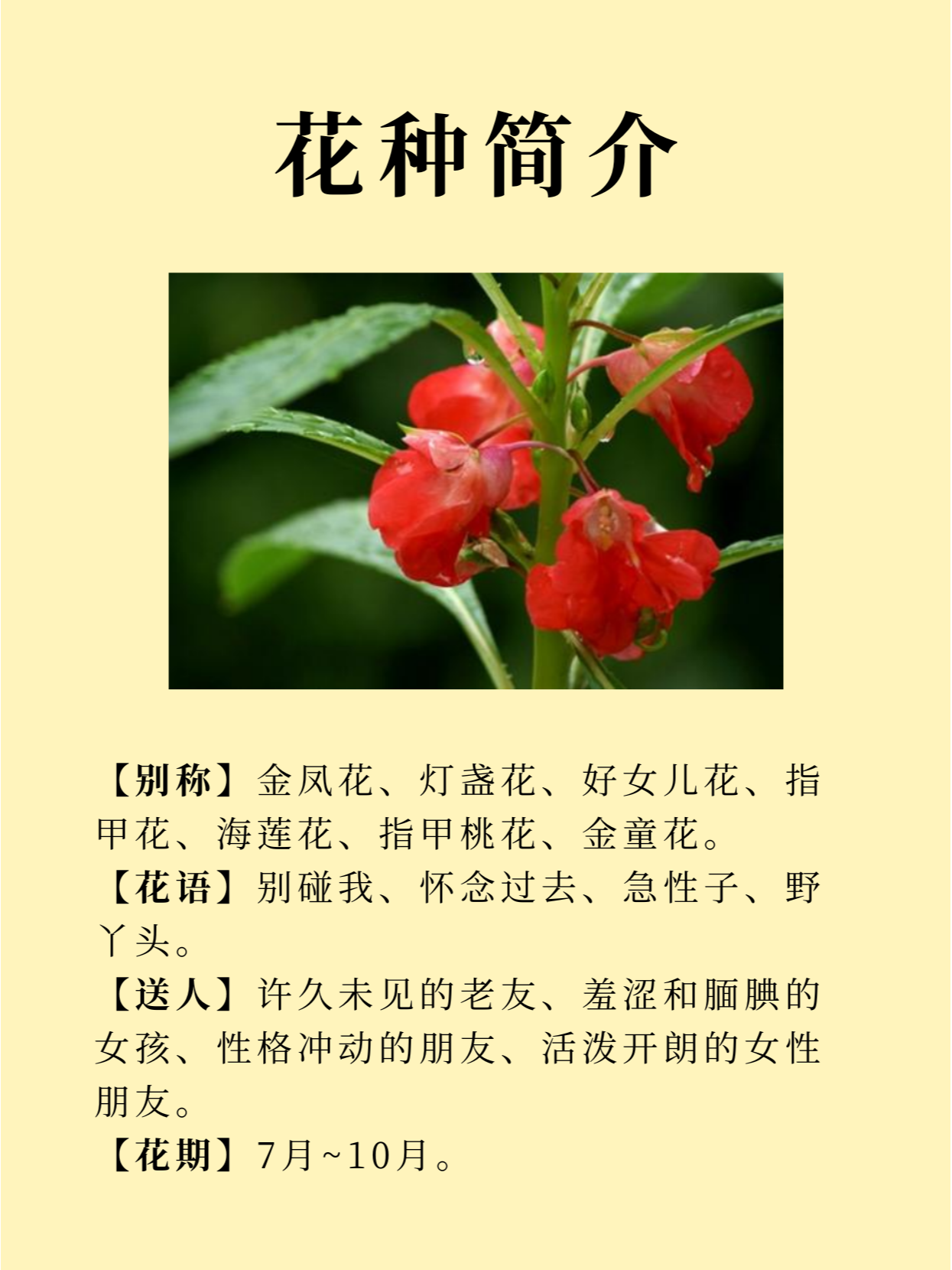 凤仙花简介100字图片