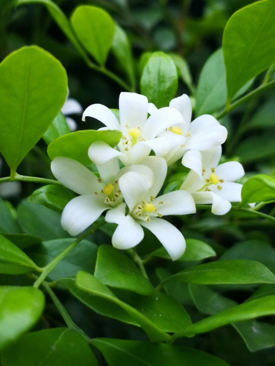 每日识花「七里香」  七里香,小乔木,芸香科九里香属.