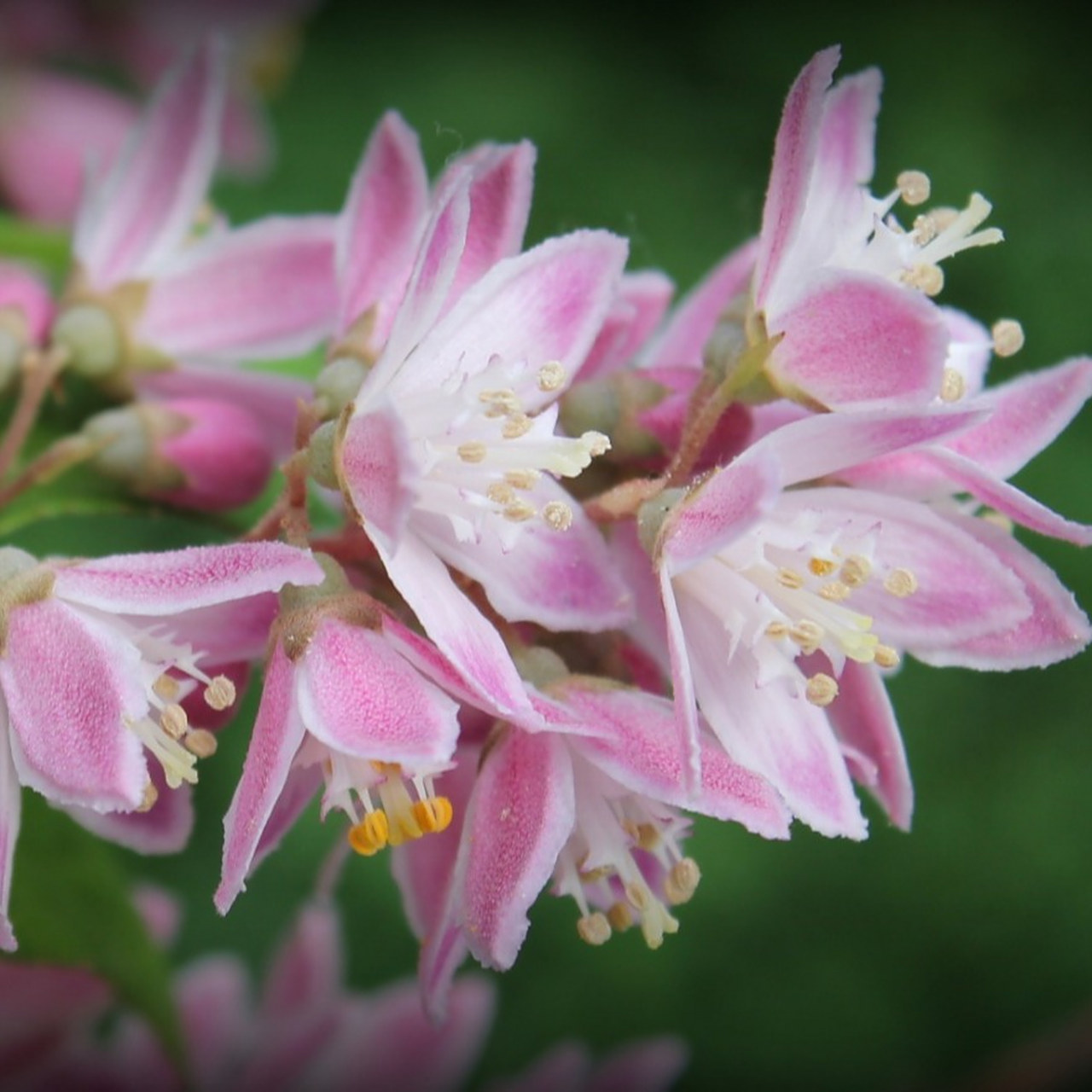 植物百科解读 溲疏(学名:deutzia scabra thunb.