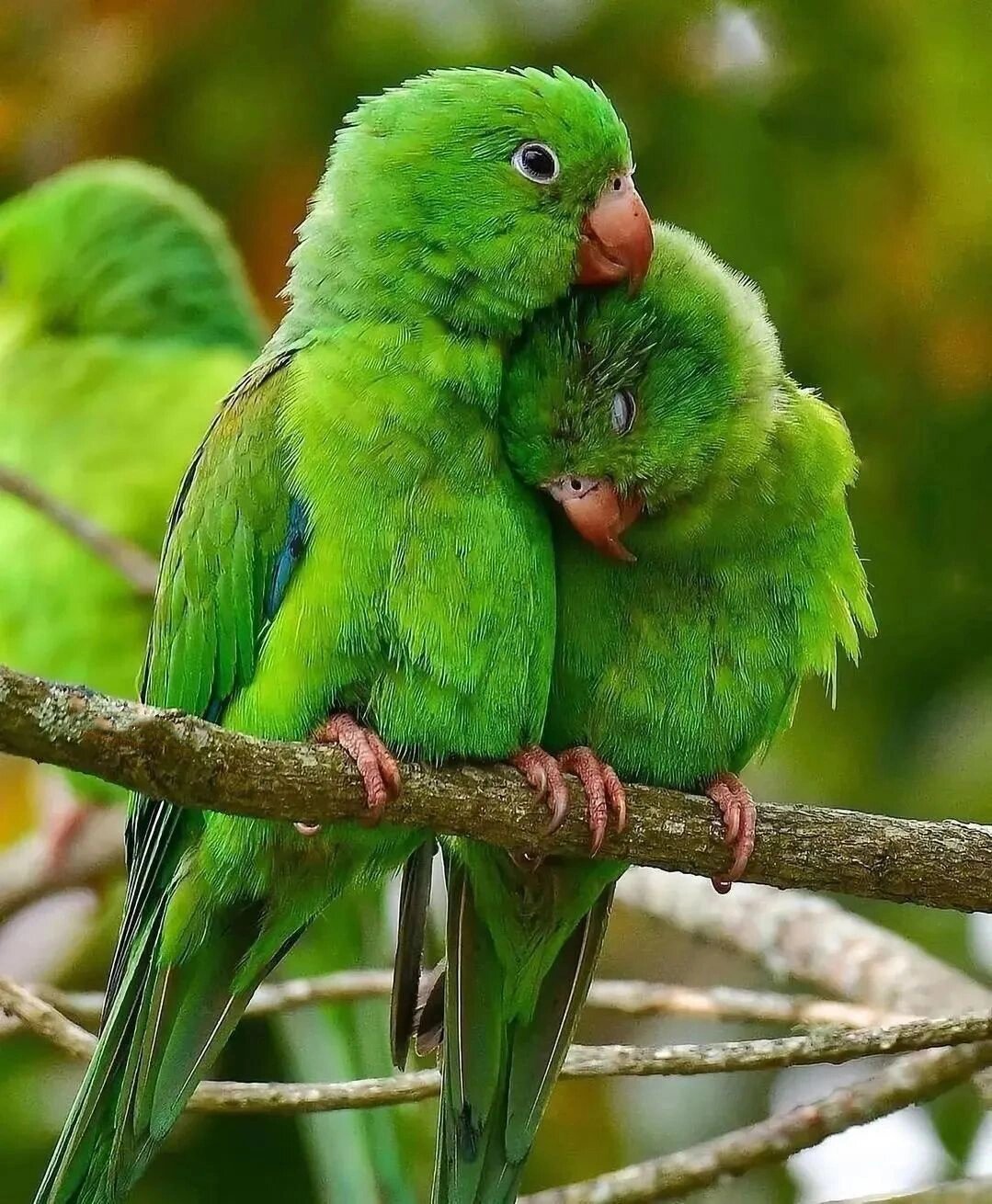 认识一下10大美鸟,你喜欢哪种呢?  十大美鸟名称及图片: 1.