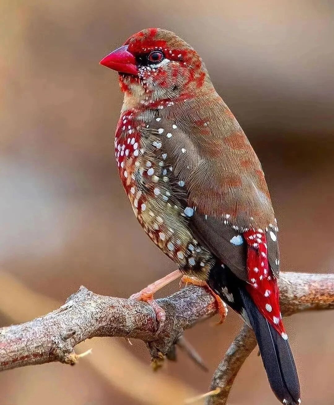 认识一下10大美鸟,你喜欢哪种呢?  十大美鸟名称及图片: 1.