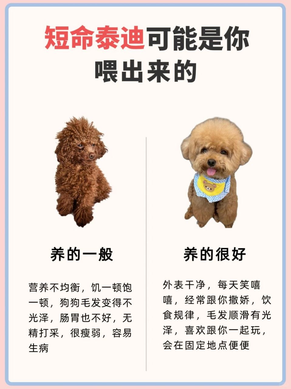 喂养,决定泰迪犬的寿命!