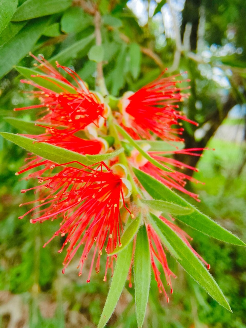 每天认识一种植物039  每天认识一种植物 039:垂枝红千层;桃金娘科红
