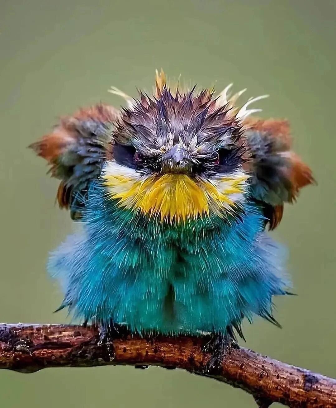 认识一下10大美鸟,你喜欢哪种呢?  十大美鸟名称及图片: 1.