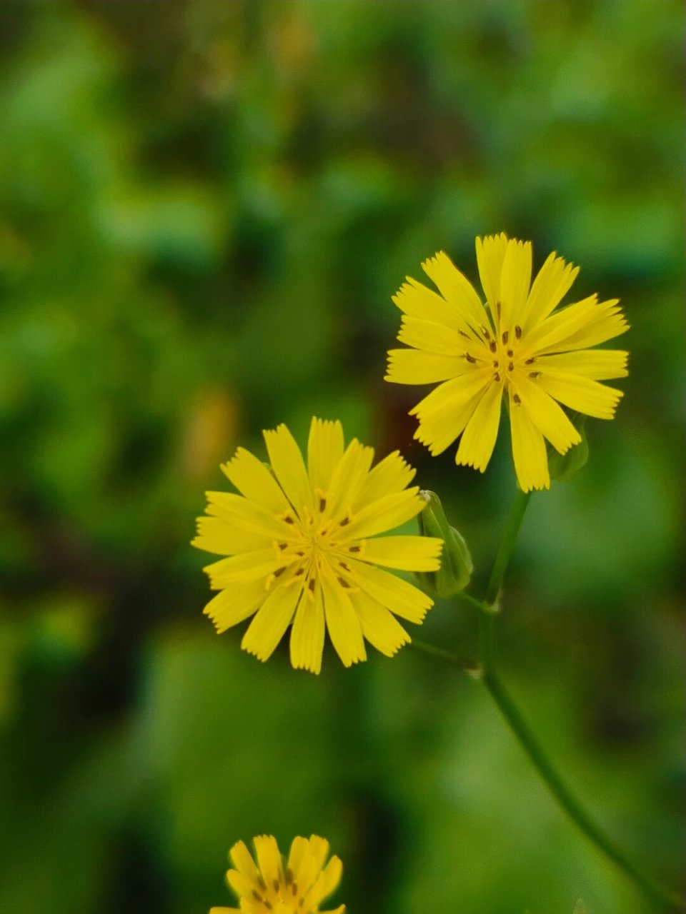 黄鹌菜花色图片